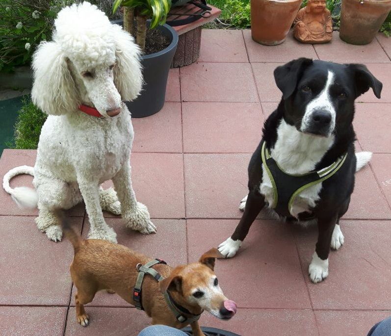HAPPY mit HUND... diese drei Mädels sind sich einig: sie bilden ein Rudel und möchten Menschen begeistern mehr Hundeverständnis zu entwickeln